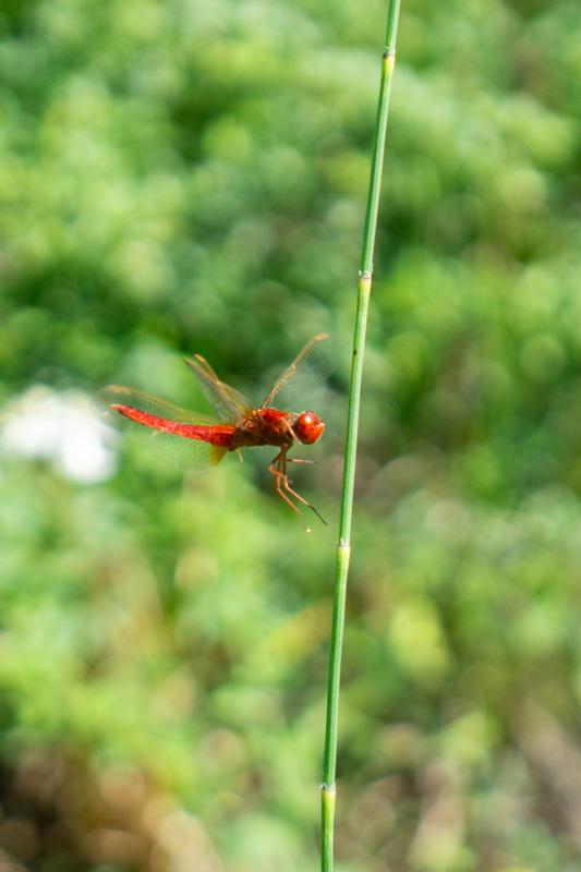 Dragonfly landing. France, 2024.