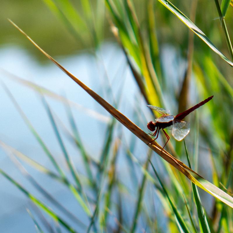 Dragonfly landing. France, 2024.