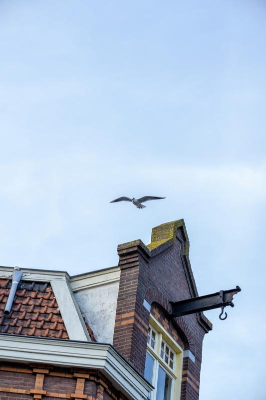 Gull diving. Amsterdam, Netherlands, 2025.